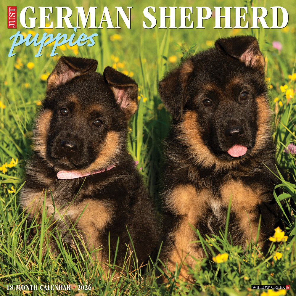 2026 Willow Creek Press Animals Monthly Wall Calendar, 12in x 12in, German Shepherd Puppies, January To December, 51221 MPN:9781549251221
