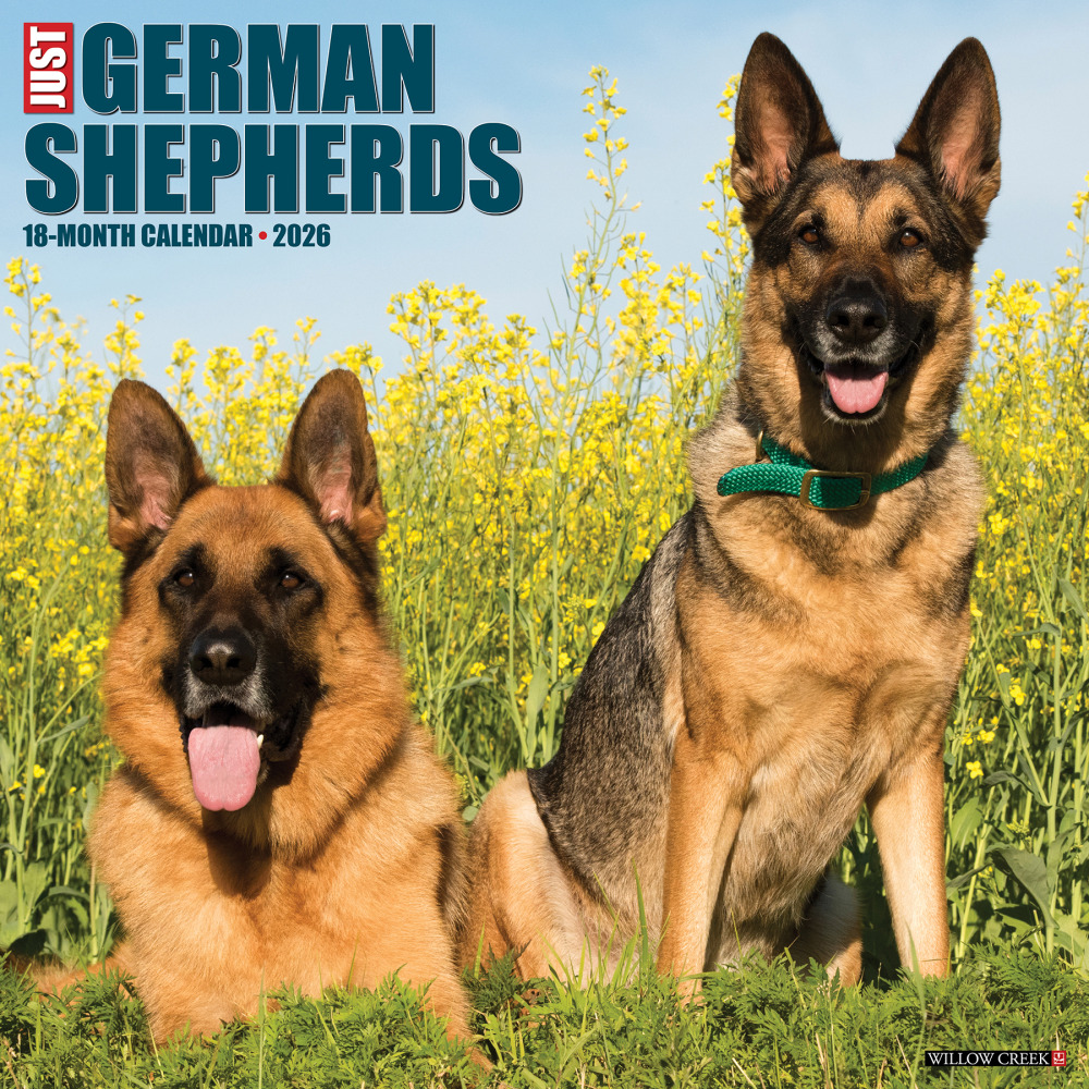 2026 Willow Creek Press Animals Monthly Wall Calendar, 12in x 12in, German Shepherds, January To December, 51238 MPN:9781549251238