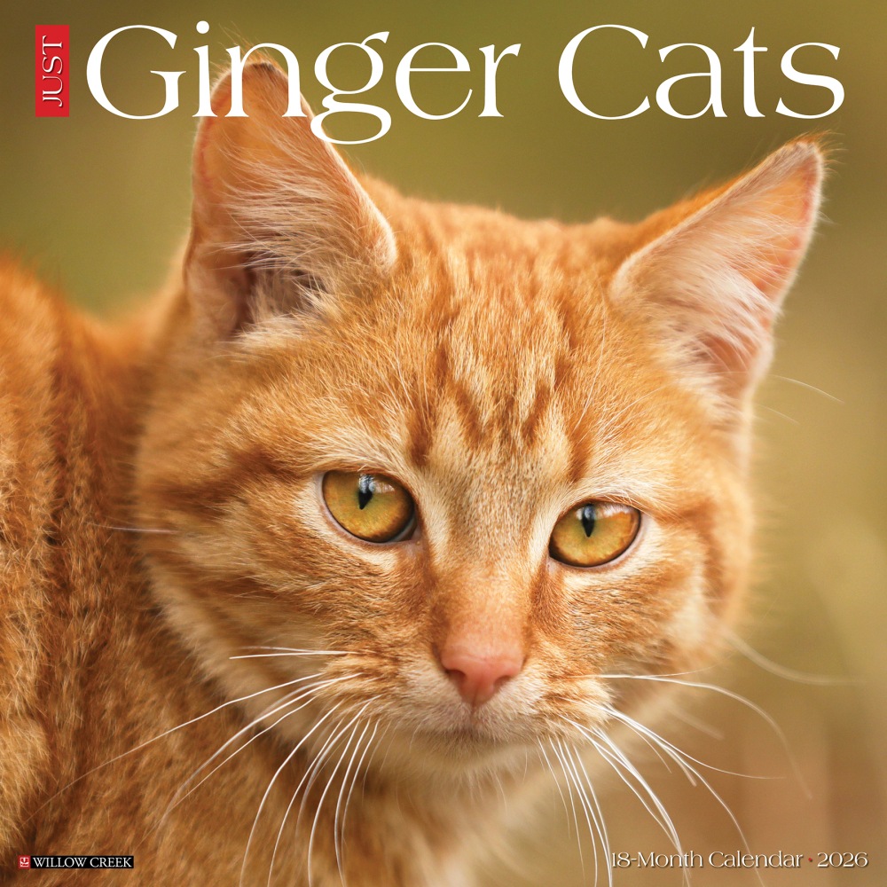 2026 Willow Creek Press Animals Monthly Wall Calendar, 12in x 12in, Ginger Cats, January To December, 51269 MPN:9781549251269