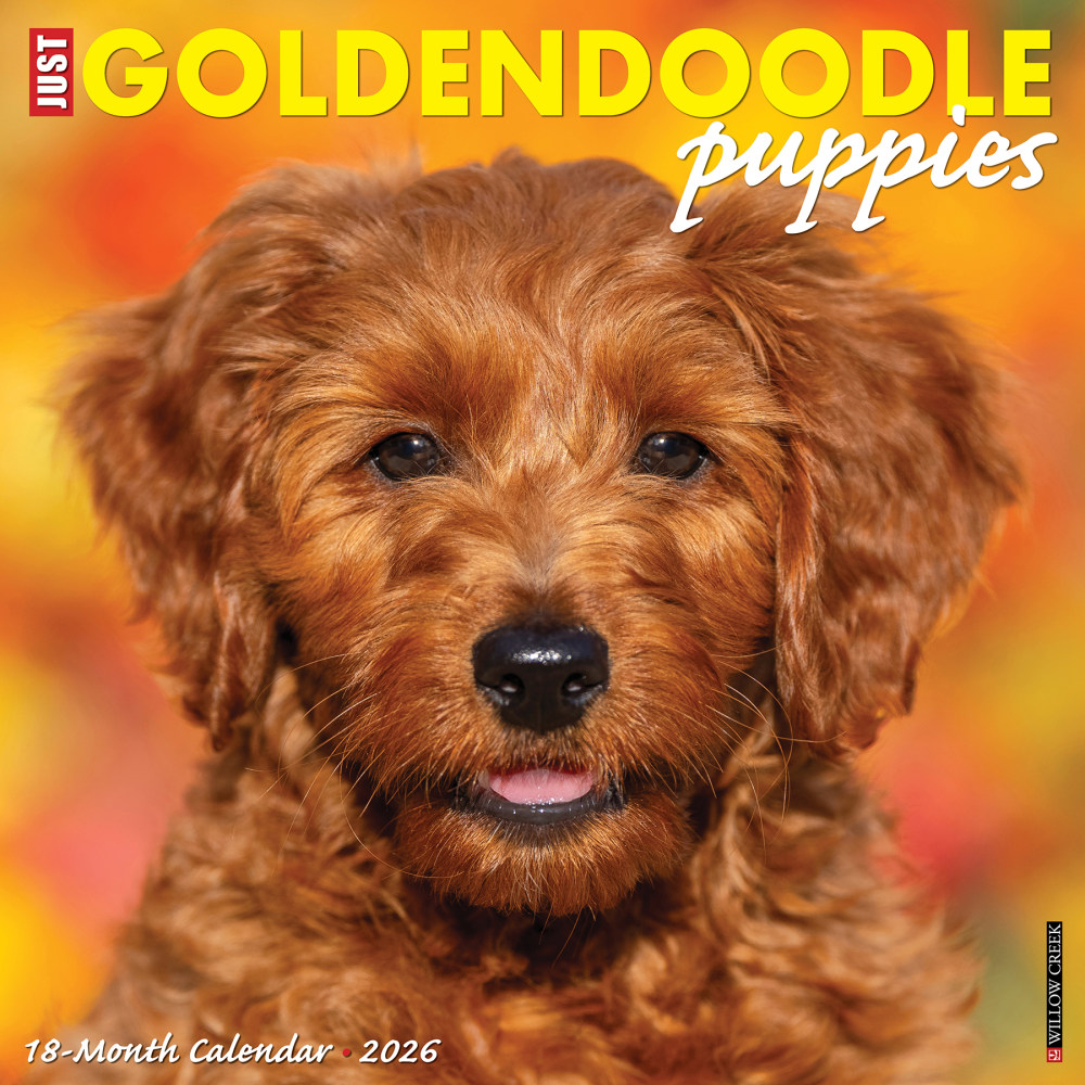 2026 Willow Creek Press Animals Monthly Wall Calendar, 12in x 12in, Goldendoodle Puppies, January To December, 51306 MPN:9781549251306