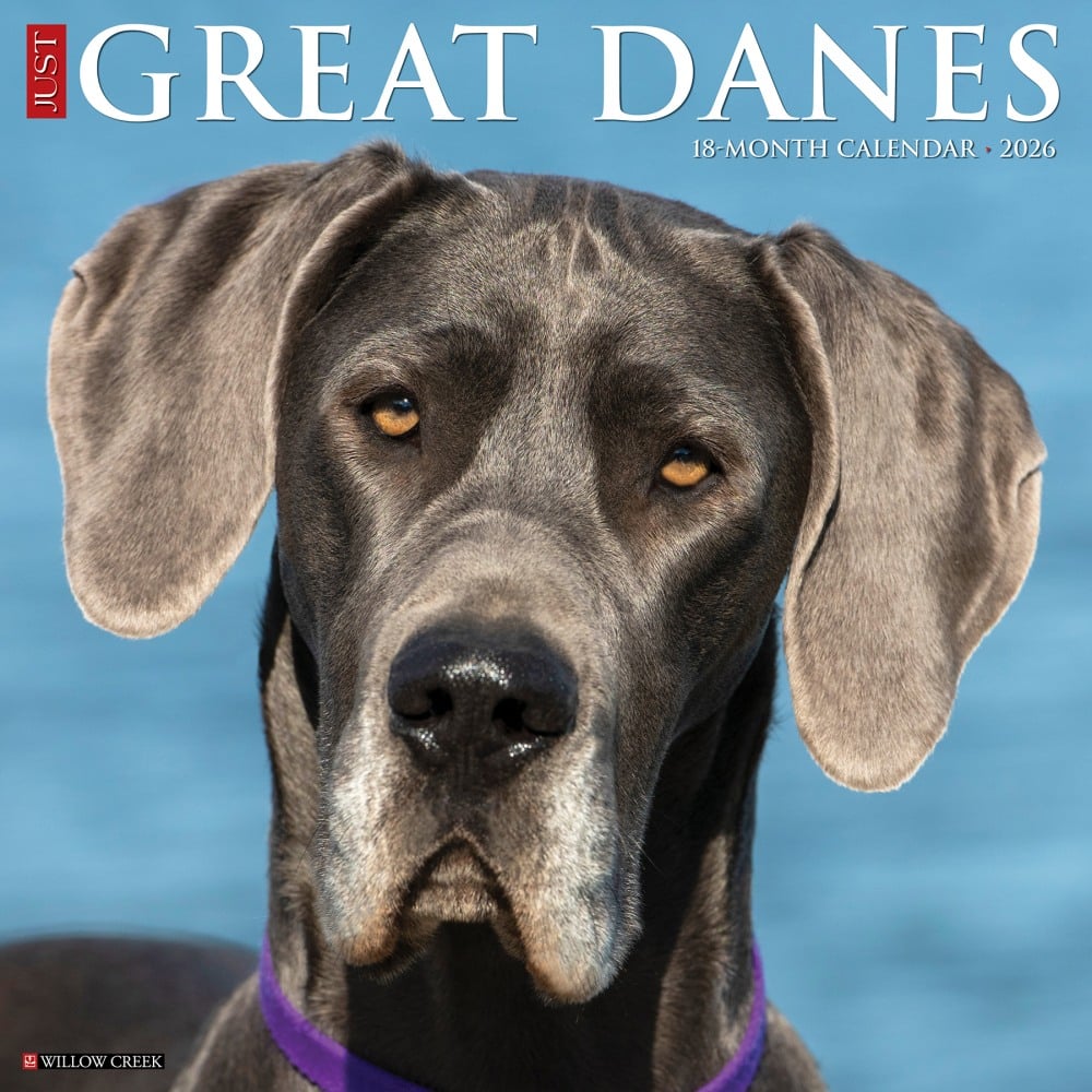 2026 Willow Creek Press Animals Monthly Wall Calendar, 12in x 12in, Great Danes, January To December, 51351 MPN:9781549251351