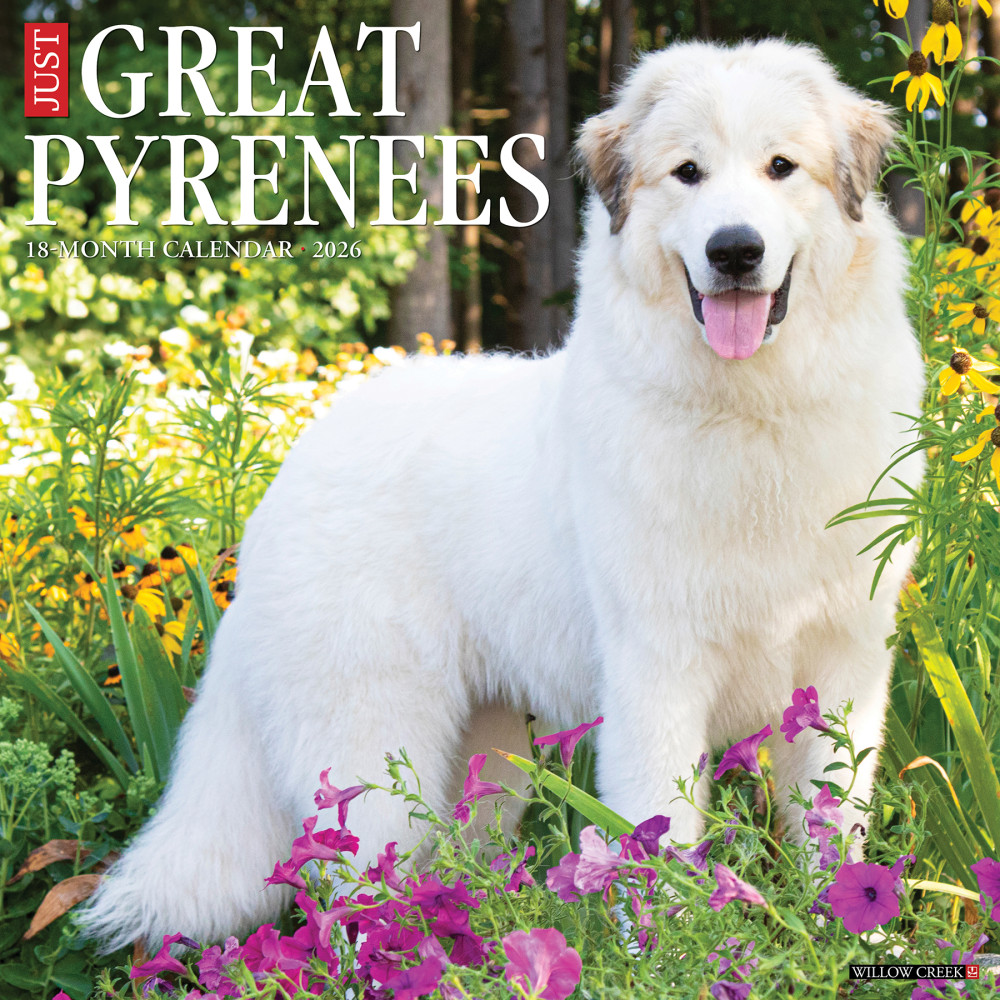 2026 Willow Creek Press Animals Monthly Wall Calendar, 12in x 12in, Great Pyrenees, January To December, 51375 MPN:9781549251375