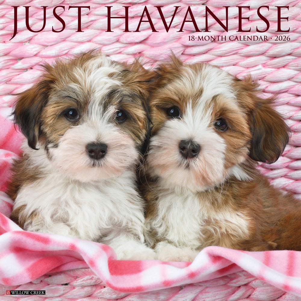 2026 Willow Creek Press Animals Monthly Wall Calendar, 12in x 12in, Havanese, January To December, 51443 MPN:9781549251443