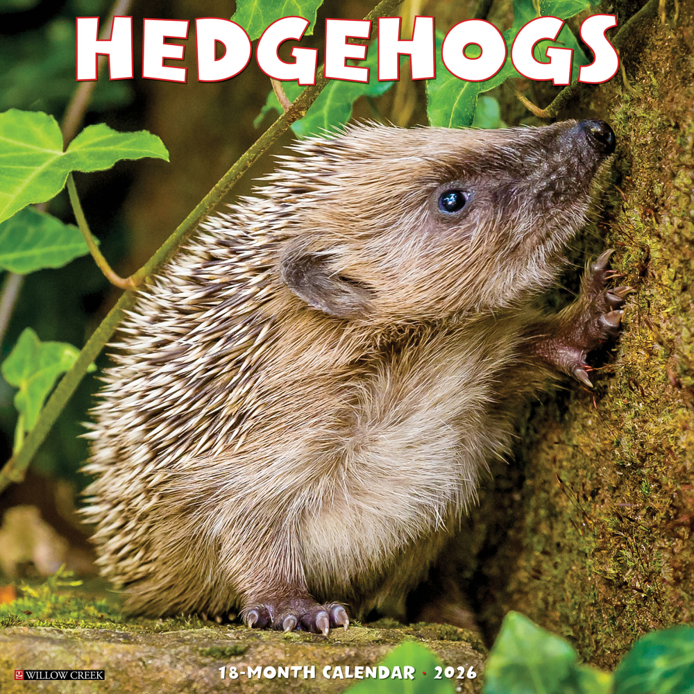 2026 Willow Creek Press Animals Monthly Wall Calendar, 12in x 12in, Hedgehogs, January To December, 51467 MPN:9781549251467