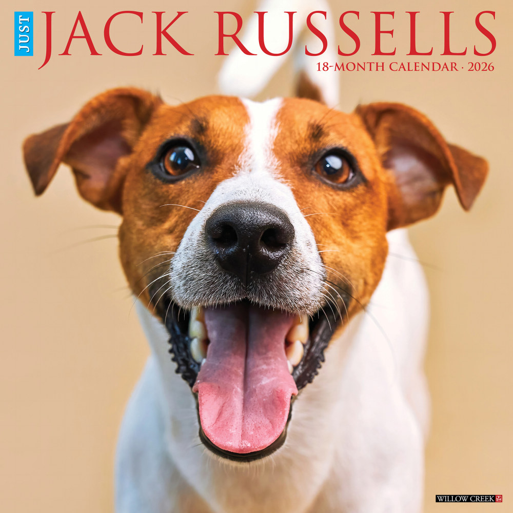 2026 Willow Creek Press Animals Monthly Wall Calendar, 12in x 12in, Jack Russells, January To December, 51627 MPN:9781549251627