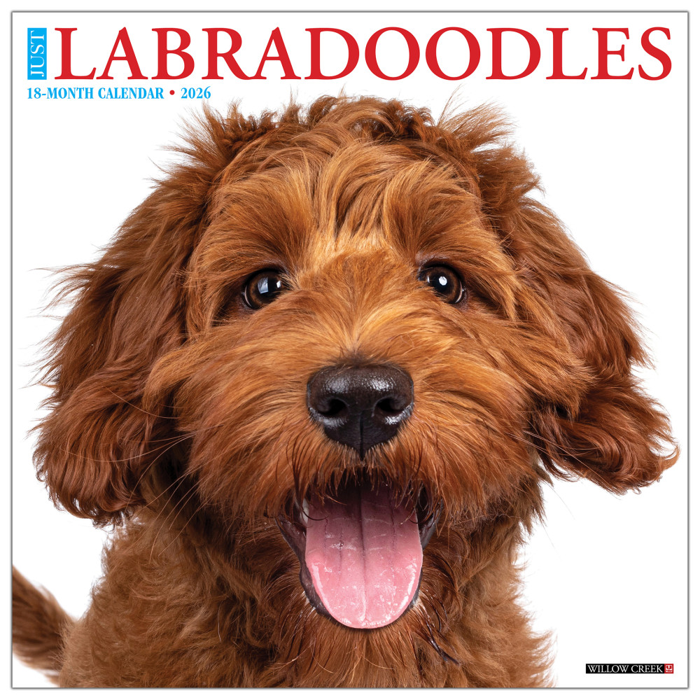 2026 Willow Creek Press Animals Monthly Wall Calendar, 12in x 12in, Just Labradoodles, January To December, 51726 MPN:9781549251726