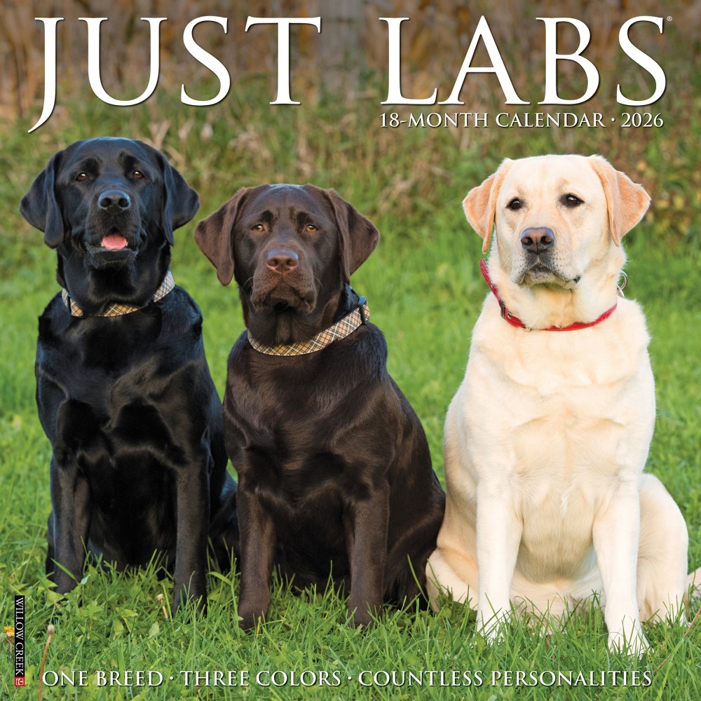 2026 Willow Creek Press Animals Monthly Wall Calendar, 12in x 12in, Labs, January To December, 51733 MPN:9781549251733