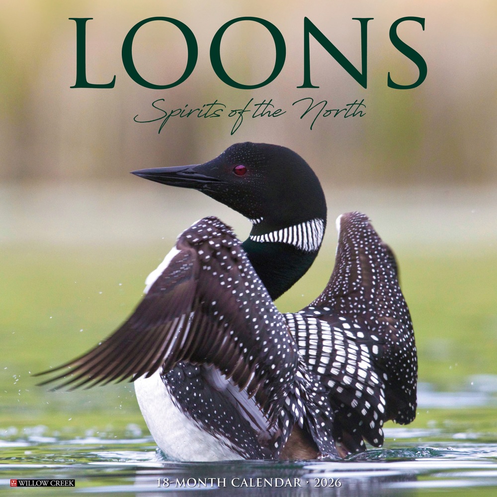 2026 Willow Creek Press Animals Monthly Wall Calendar, 12in x 12in, Loons, January To December, 51832 MPN:9781549251832