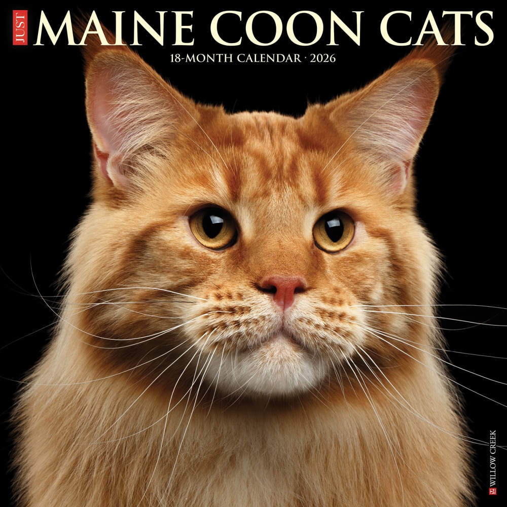 2026 Willow Creek Press Animals Monthly Wall Calendar, 12in x 12in, Maine Coon Cats, January To December, 51849 MPN:9781549251849