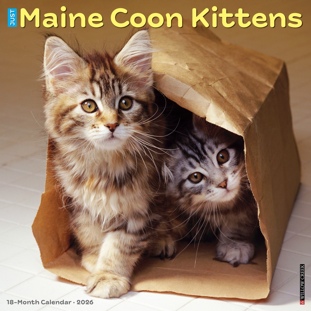 2026 Willow Creek Press Animals Monthly Wall Calendar, 12in x 12in, Maine Coon Kittens, January To December, 51856 MPN:9781549251856