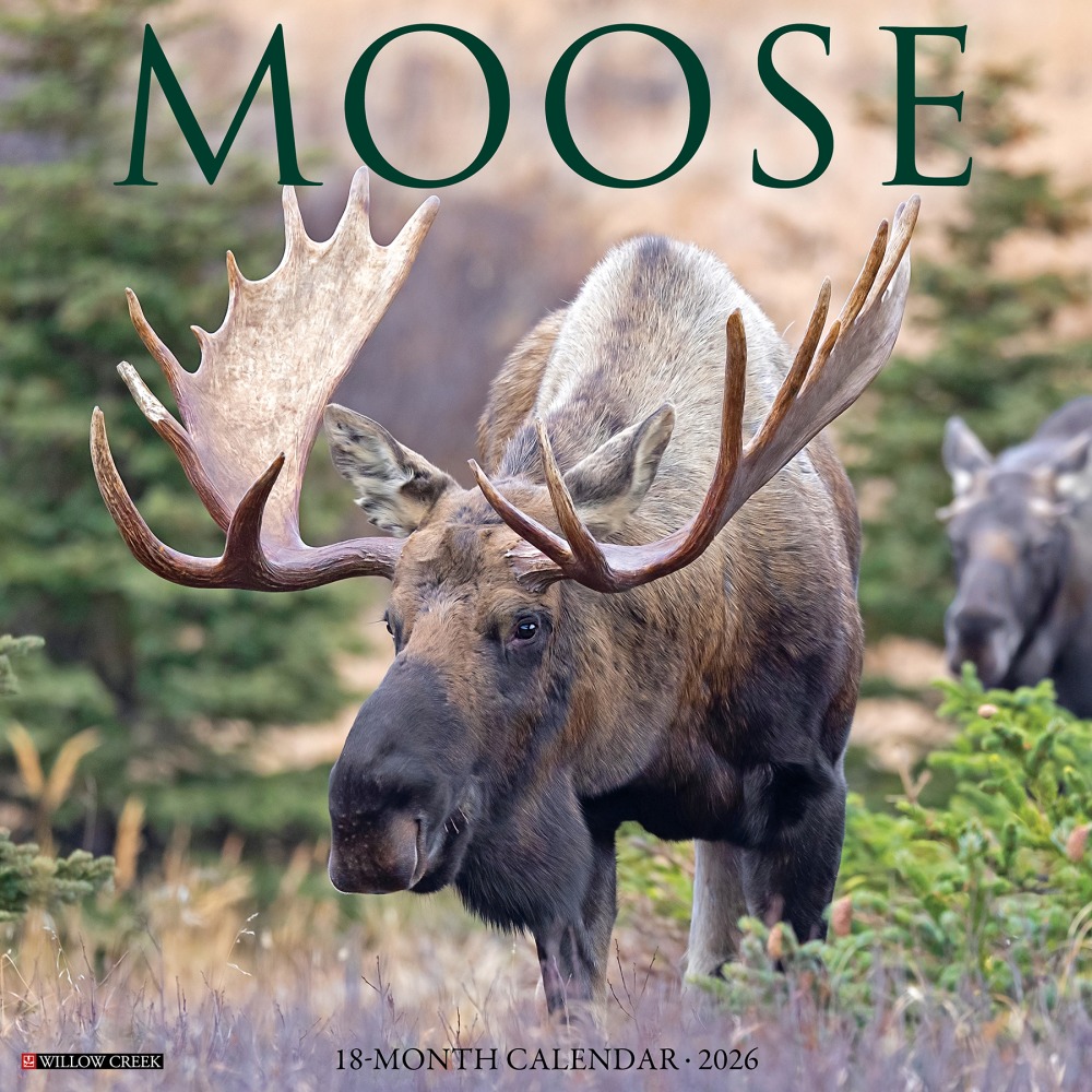 2026 Willow Creek Press Animals Monthly Wall Calendar, 12in x 12in, Moose, January To December, 52020 MPN:9781549252020
