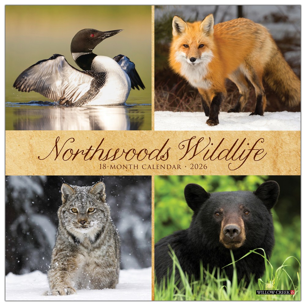 2026 Willow Creek Press Scenic Monthly Wall Calendar, 12in x 12in, Northwoods Wildlife, January To December, 52204 MPN:9781549252204