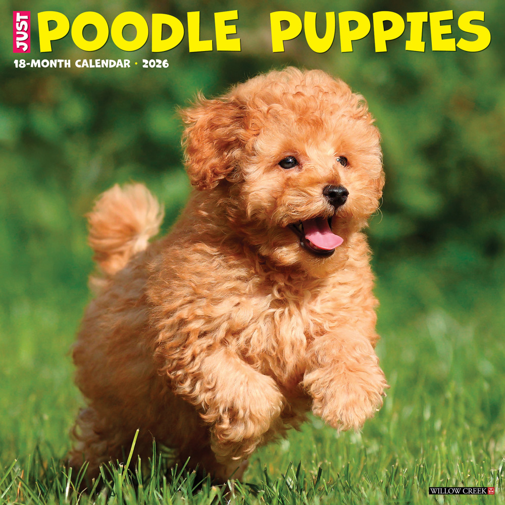 2026 Willow Creek Press Animals Monthly Wall Calendar, 12in x 12in, Poodle Puppies, January To December, 52433 MPN:9781549252433