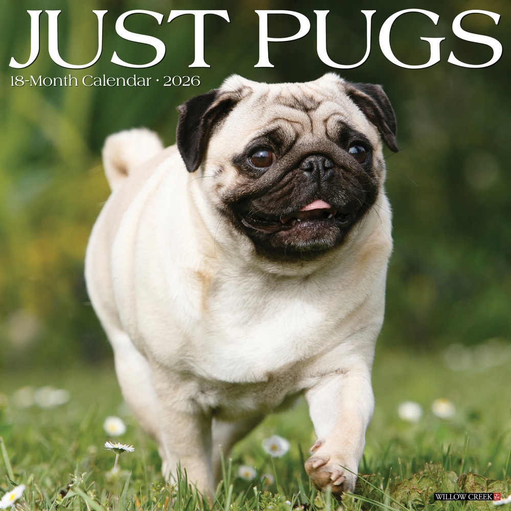 2026 Willow Creek Press Animals Monthly Wall Calendar, 12in x 12in, Pugs, January To December, 52501 MPN:9781549252501