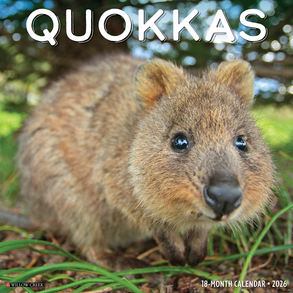 2026 Willow Creek Press Animals Monthly Wall Calendar, 12in x 12in, Quokkas, January To December, 52532 MPN:9781549252532