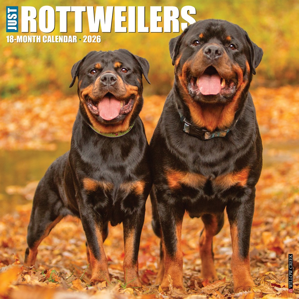 2026 Willow Creek Press Animals Monthly Wall Calendar, 12in x 12in, Rottweilers, January To December, 52617 MPN:9781549252617