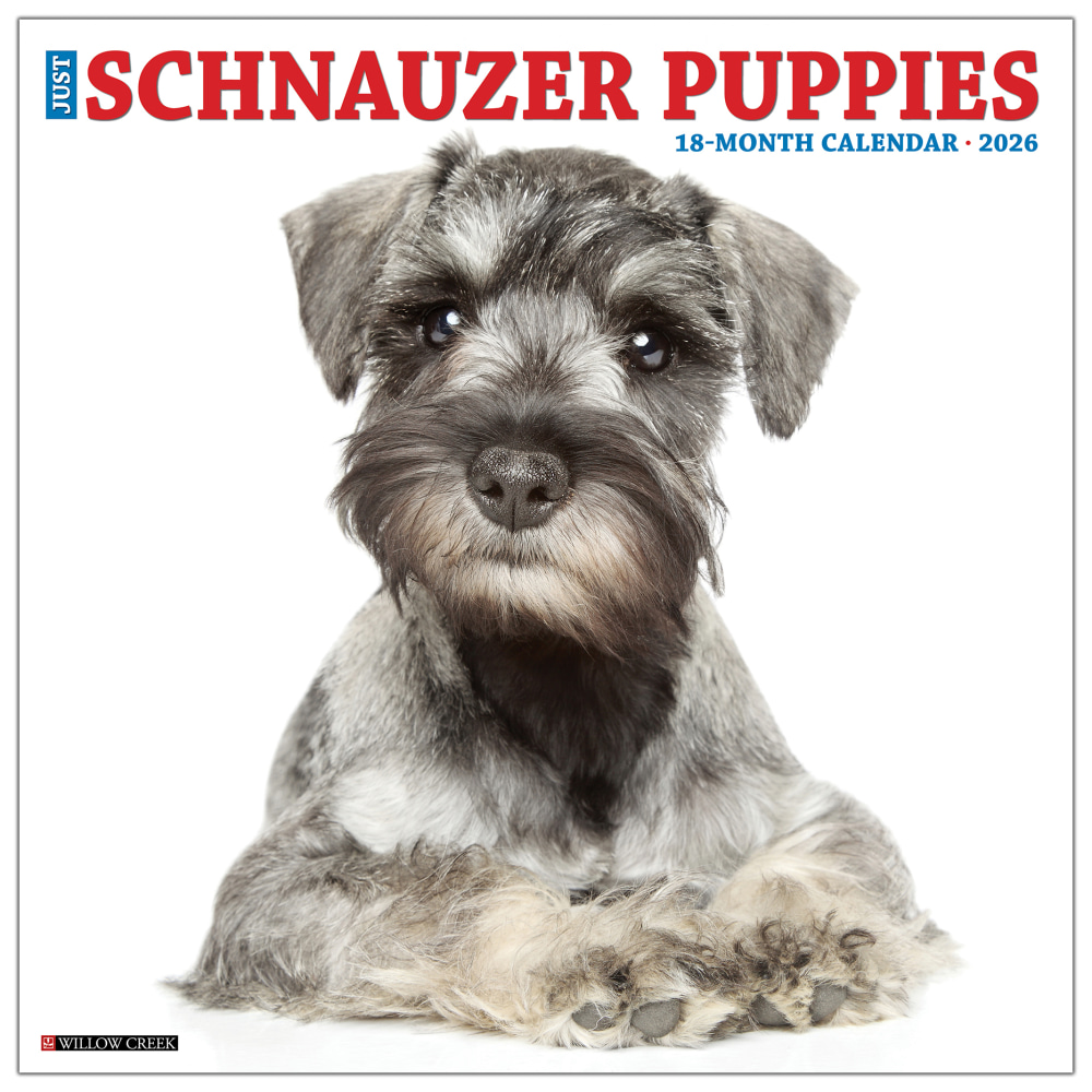 2026 Willow Creek Press Animals Monthly Wall Calendar, 12in x 12in, Schnauzer Puppies, January To December, 52679 MPN:9781549252679