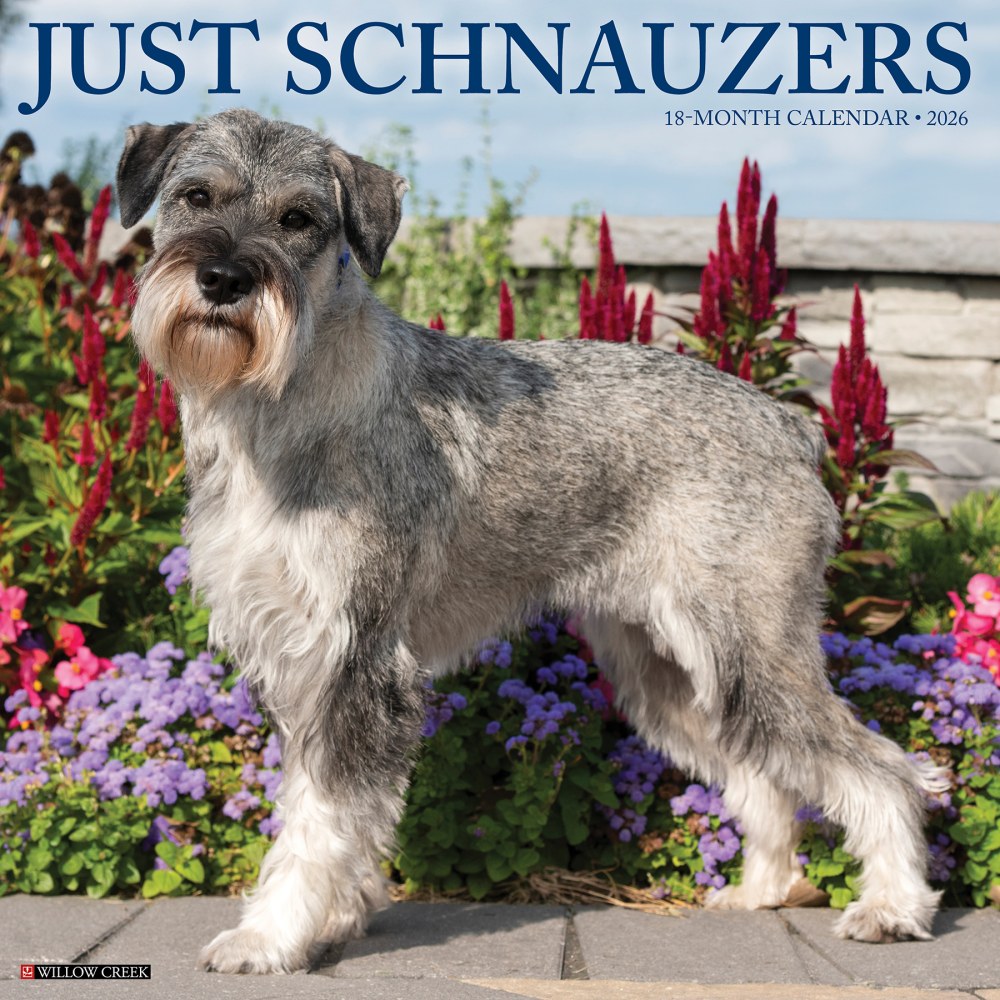2026 Willow Creek Press Animals Monthly Wall Calendar, 12in x 12in, Schnauzers, January To December, 52686 MPN:9781549252686
