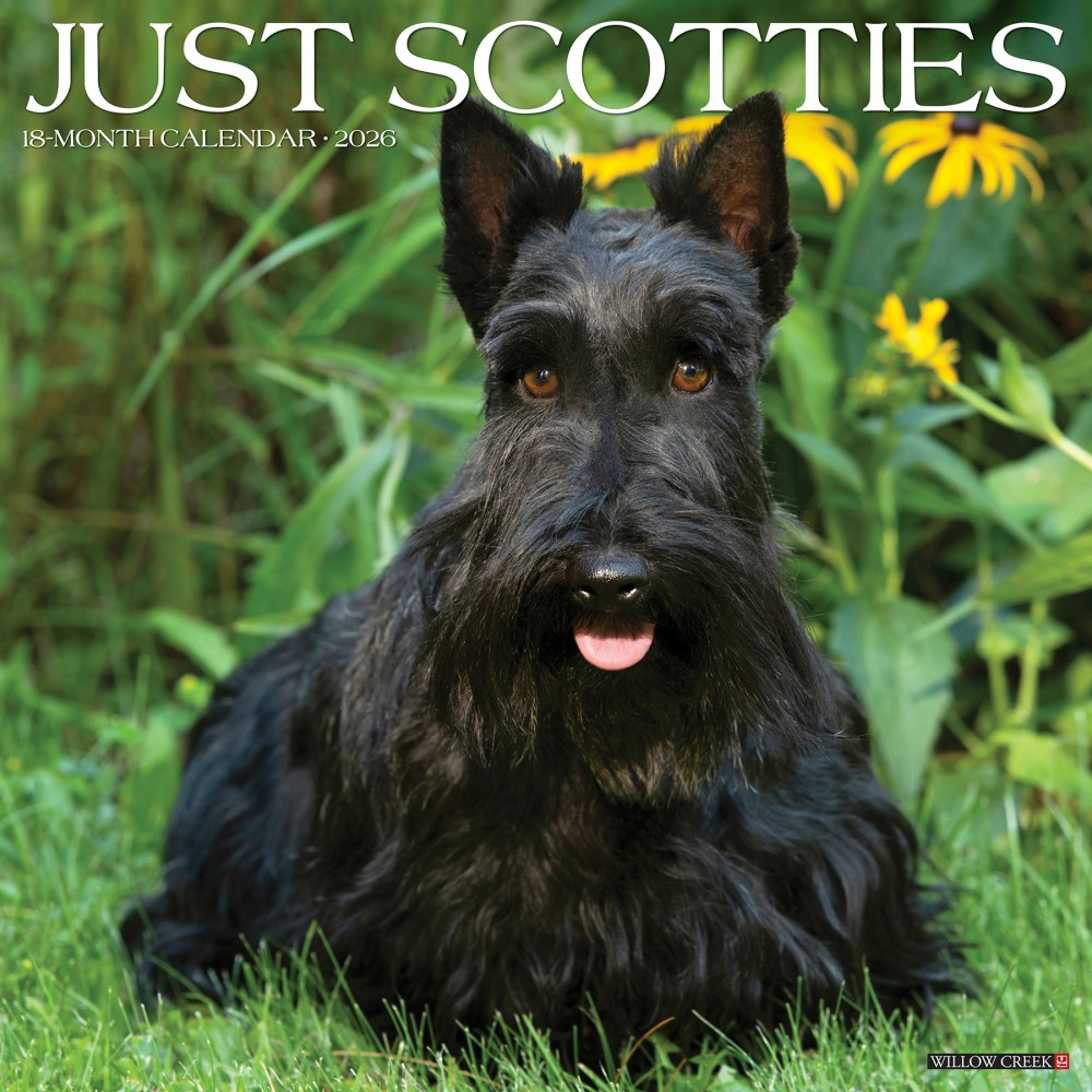 2026 Willow Creek Press Animals Monthly Wall Calendar, 12in x 12in, Scotties, January To December, 52693 MPN:9781549252693