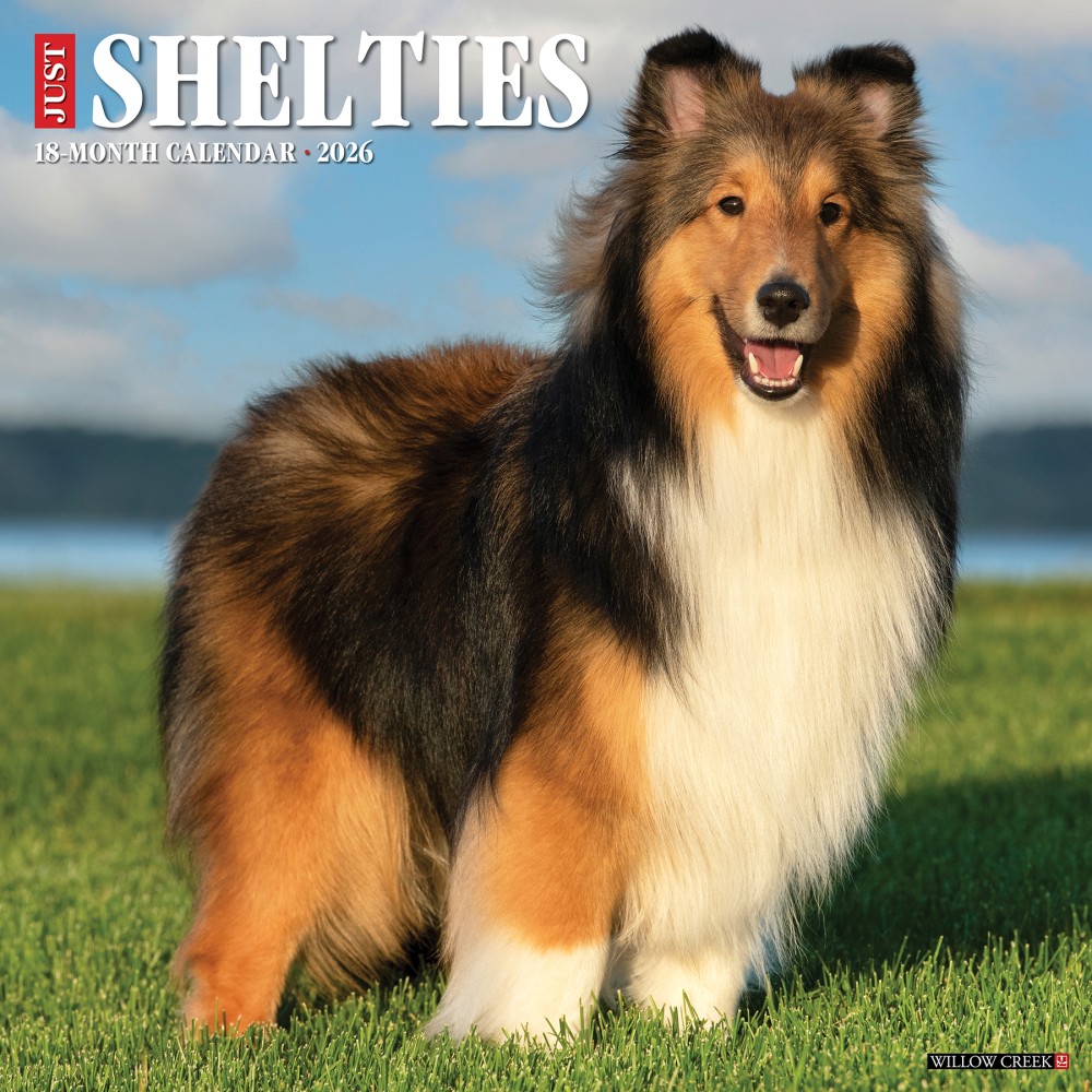 2026 Willow Creek Press Animals Monthly Wall Calendar, 12in x 12in, Shelties, January To December, 52761 MPN:9781549252761