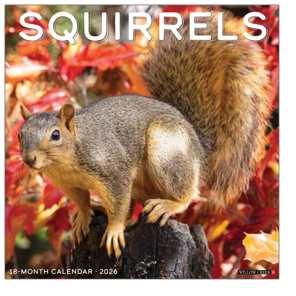 2026 Willow Creek Press Animals Monthly Wall Calendar, 12in x 12in, Squirrels, January To December, 52891 MPN:9781549252891
