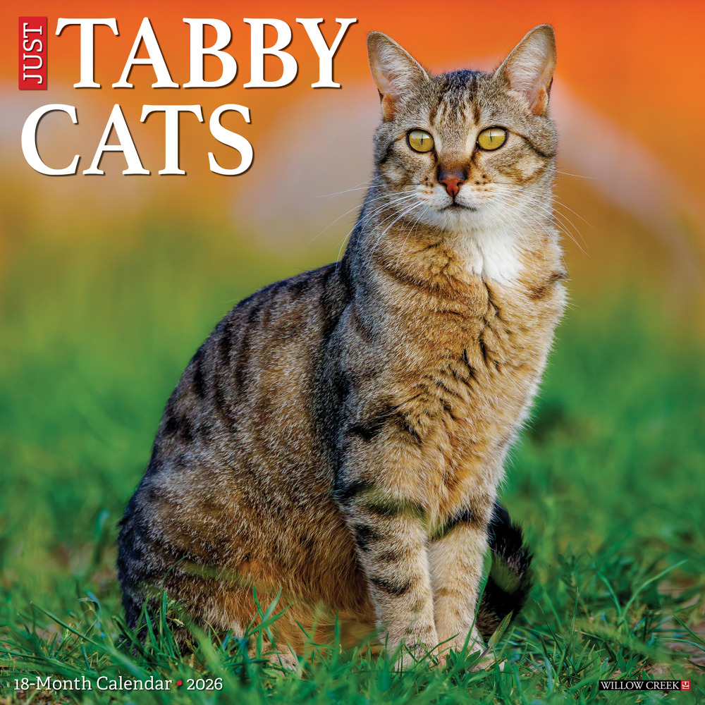 2026 Willow Creek Press Animals Monthly Wall Calendar, 12in x 12in, Tabby Cats, January To December, 52938 MPN:9781549252938