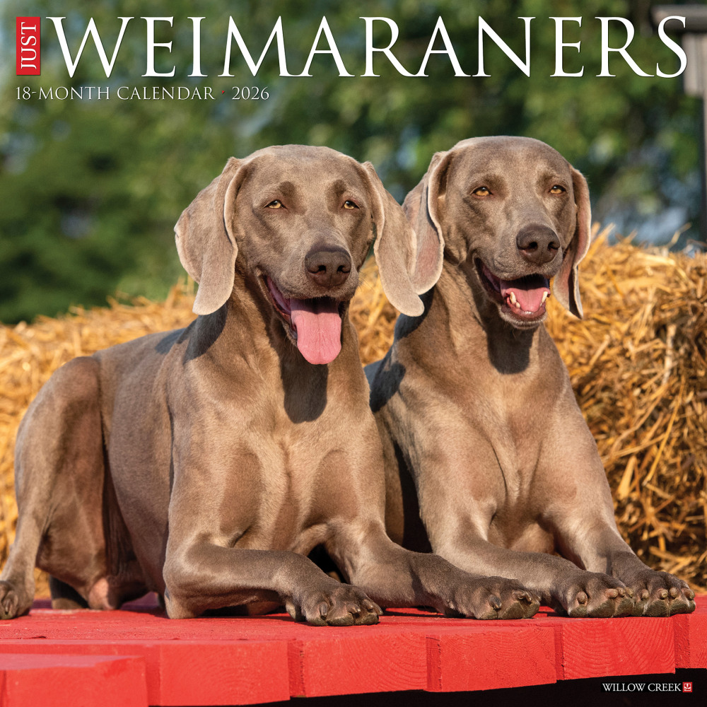 2026 Willow Creek Press Animals Monthly Wall Calendar, 12in x 12in, Weimaraners, January To December, 53119 MPN:9781549253119