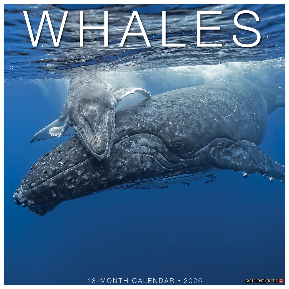 2026 Willow Creek Press Animals Monthly Wall Calendar, 12in x 12in, Whales, January To December, 53140 MPN:9781549253140