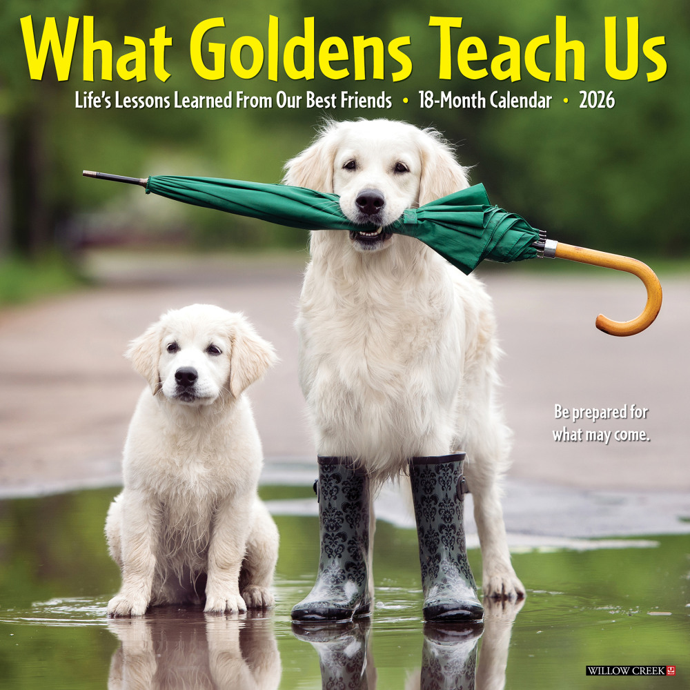 2026 Willow Creek Press Animals Monthly Wall Calendar, 12in x 12in, What Goldens Teach Us, January To December, 53188 MPN:9781549253188