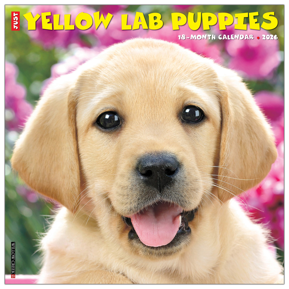 2026 Willow Creek Press Animals Monthly Wall Calendar, 12in x 12in, Yellow Lab Puppies, January To December, 53348 MPN:9781549253348