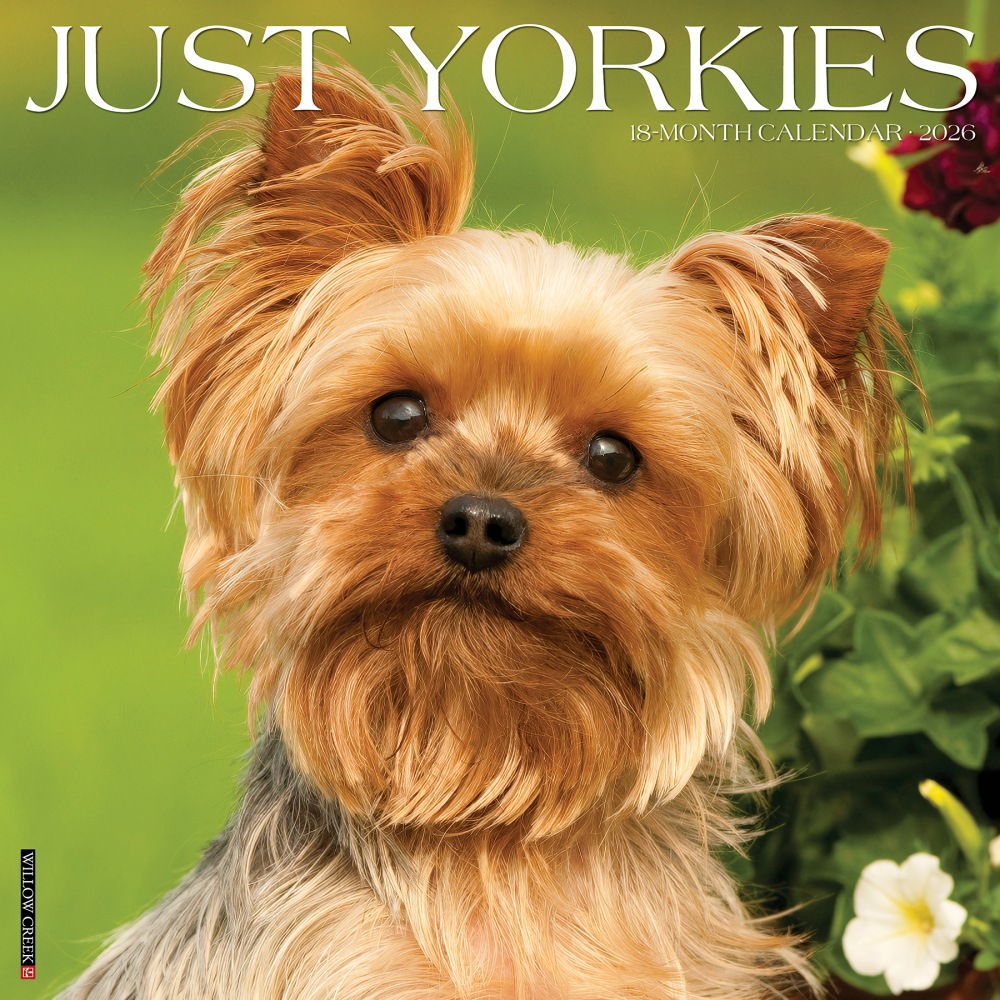 2026 Willow Creek Press Animals Monthly Wall Calendar, 12in x 12in, Yorkies, January To December, 53379 MPN:9781549253379