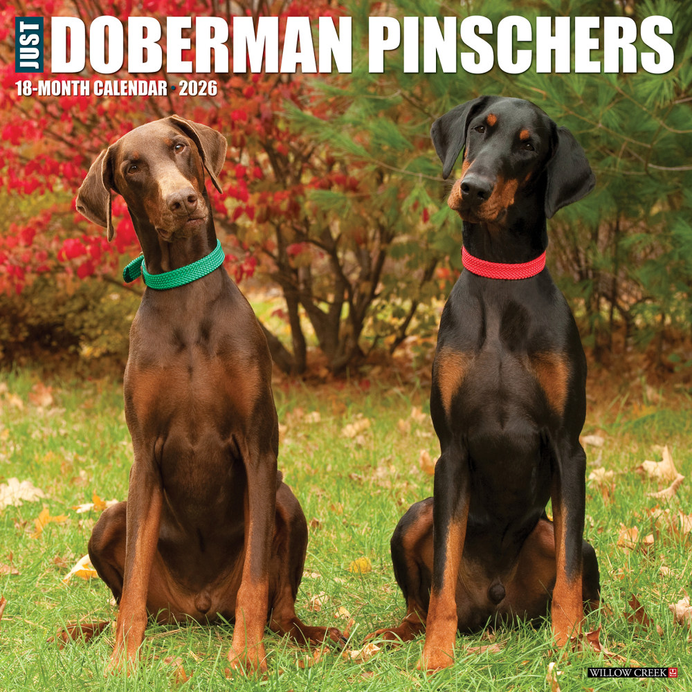 2026 Willow Creek Press Animals Monthly Wall Calendar, 12in x 12in, Doberman Pinschers, January To December, 55397 MPN:9781549255397