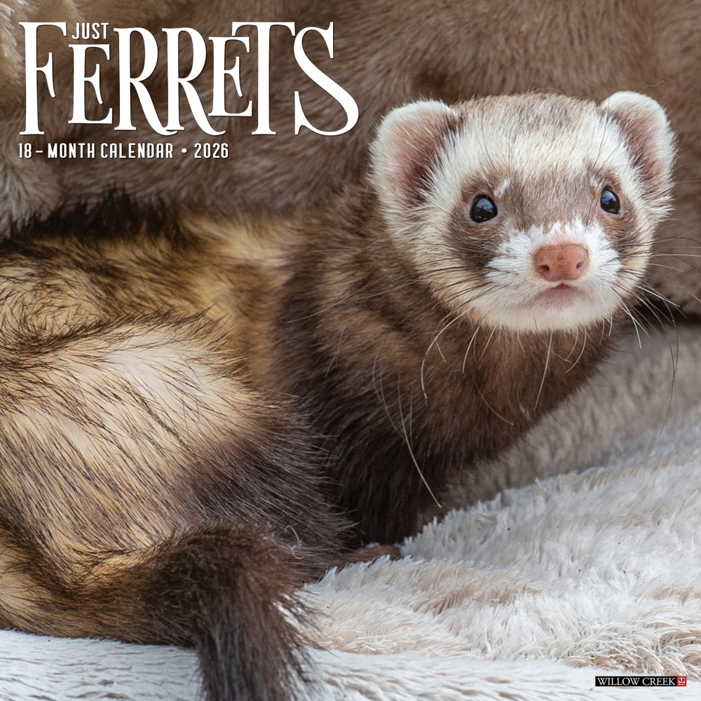 2026 Willow Creek Press Animals Monthly Wall Calendar, 12in x 12in, Ferrets, January To December, 55434 MPN:9781549255434