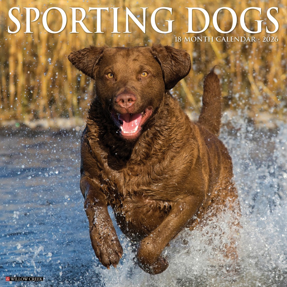 2026 Willow Creek Press Animals Monthly Wall Calendar, 12in x 12in, Sporting Dogs, January To December, 55557 MPN:9781549255557