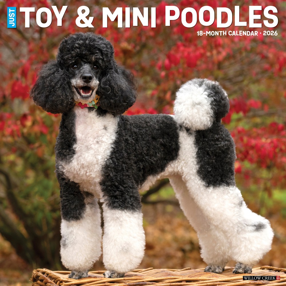 2026 Willow Creek Press Animals Monthly Wall Calendar, 12in x 12in, Toy & Miniature Poodles, January To December, 55588 MPN:9781549255588