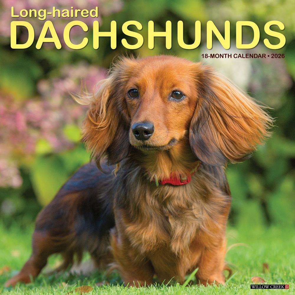 2026 Willow Creek Press Animals Monthly Wall Calendar, 12in x 12in, Longhaired Dachshunds, January To December, 55939 MPN:9781549255939