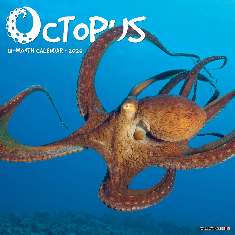 2026 Willow Creek Press Animals Monthly Wall Calendar, 12in x 12in, Octopus, January To December, 56028 MPN:9781549256028