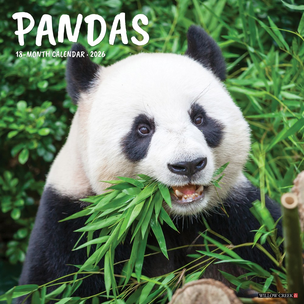 2026 Willow Creek Press Animals Monthly Wall Calendar, 12in x 12in, Pandas, January To December, 56042 MPN:9781549256042