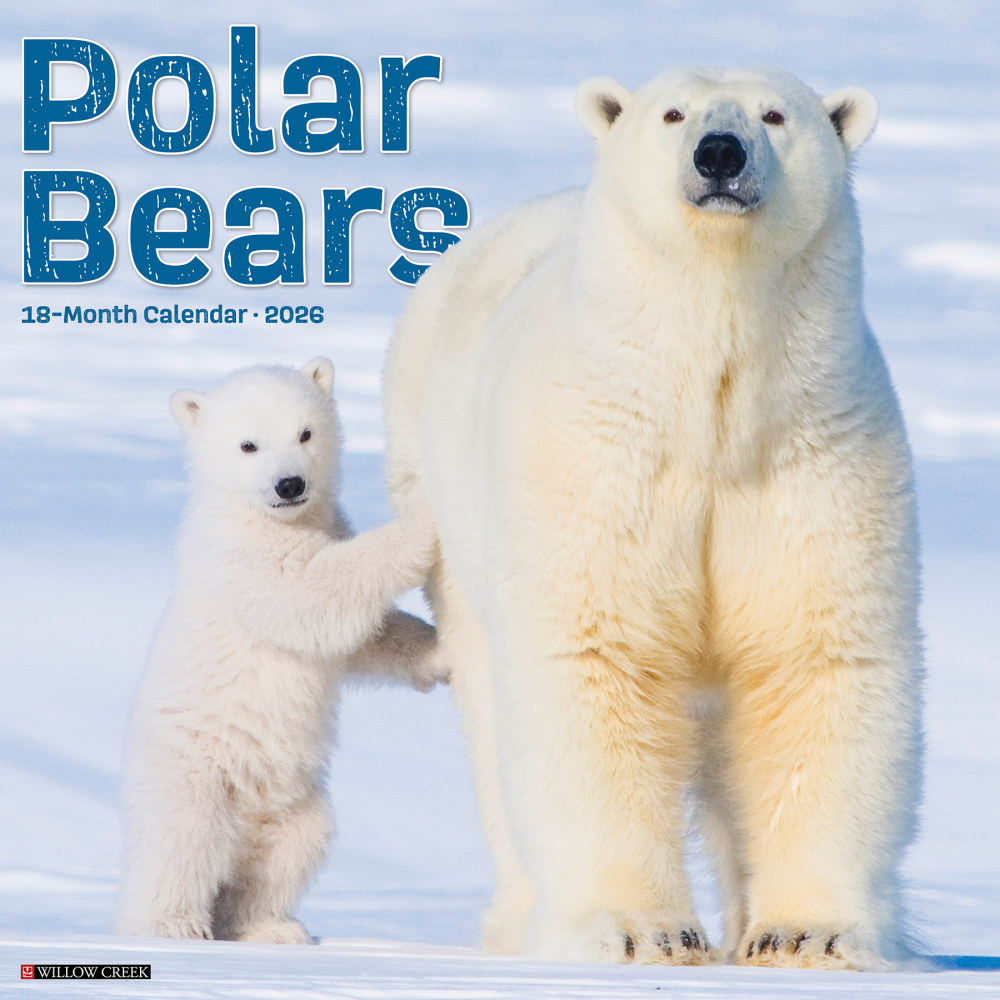 2026 Willow Creek Press Animals Monthly Wall Calendar, 12in x 12in, Polar Bears, January To December, 56059 MPN:9781549256059