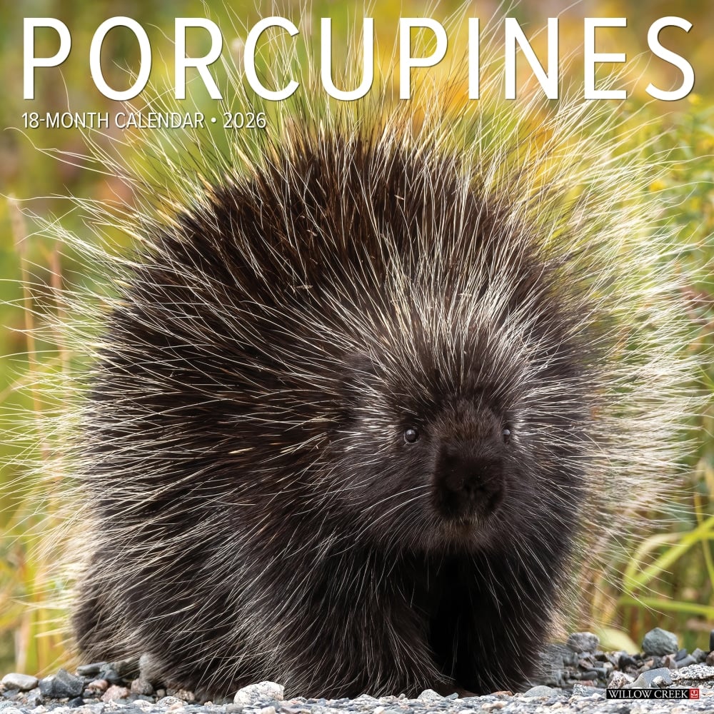 2026 Willow Creek Press Animals Monthly Wall Calendar, 12in x 12in, Porcupines, January To December, 56066 MPN:9781549256066