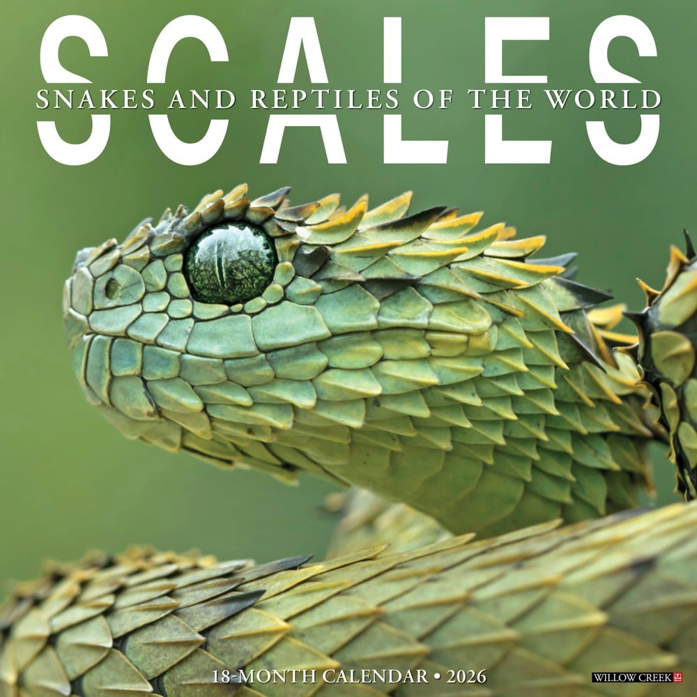 2026 Willow Creek Press Animals Monthly Wall Calendar, 12in x 12in, Scales, January To December, 56110 MPN:9781549256110
