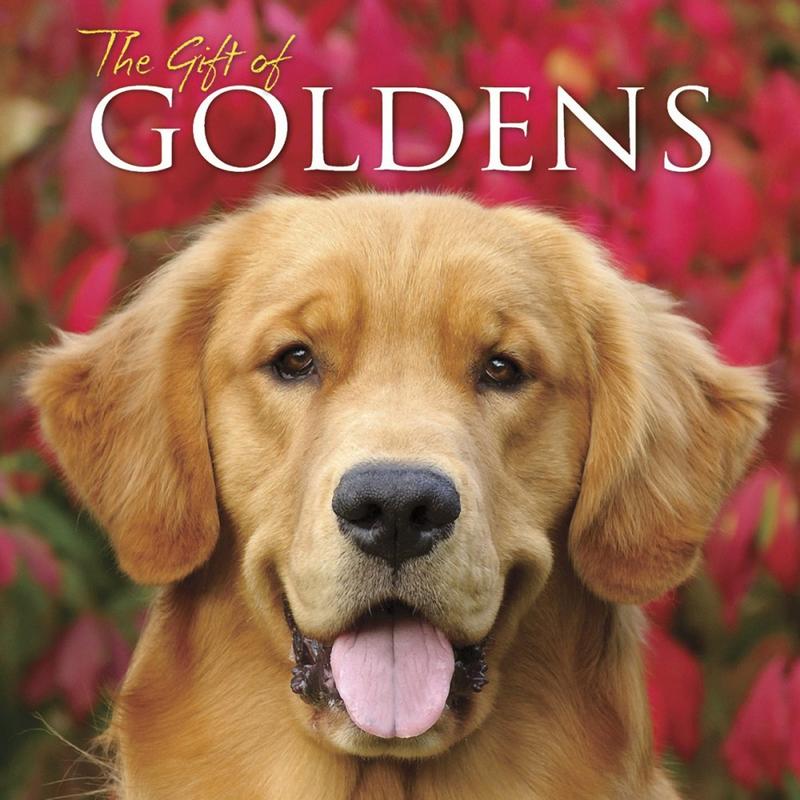 Willow Creek Press 5-1/2in x 5-1/2in Hardcover Gift Book, The Gift Of Goldens MPN:54868