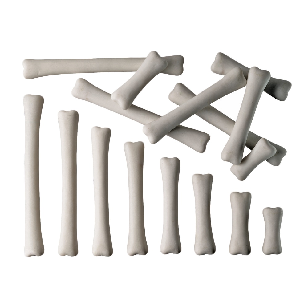 Yellow Door Dinosaur Bones Match & Measure 16-Piece Set, White, Pre-K to Grade 1 MPN:YUS1033